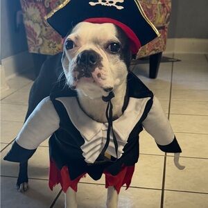 Ashland Black Red and White Pirate Dog Costume